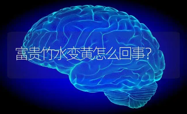 富贵竹水变黄怎么回事？ | 植物问答