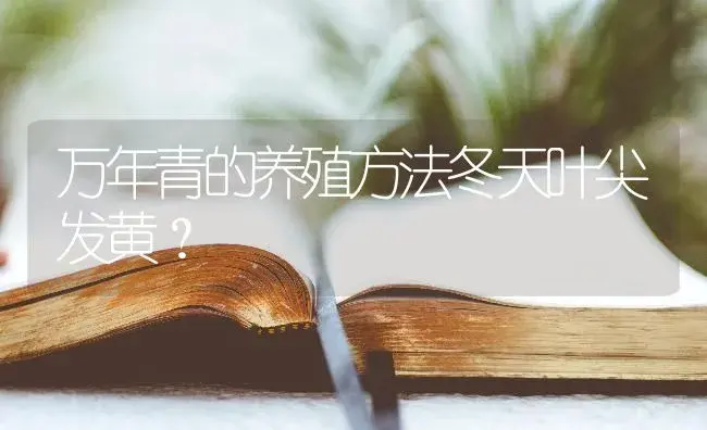 万年青的养殖方法冬天叶尖发黄？ | 植物问答