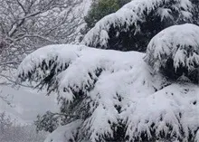 南京雪松价格
