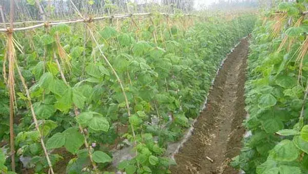 豇豆栽培技术 豇豆种植方法