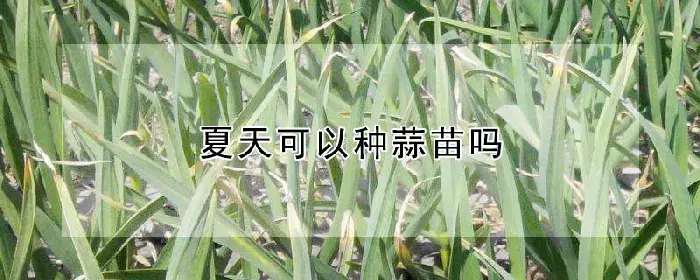 夏天可以种蒜苗吗