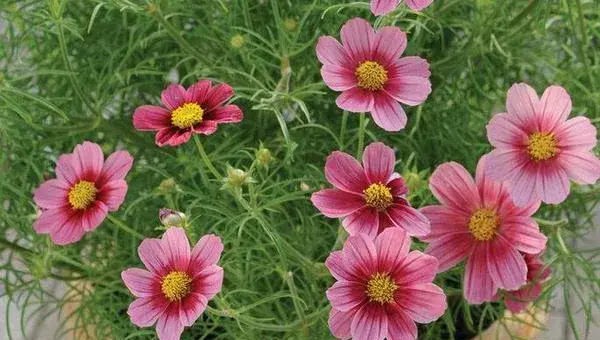 格桑花种植方法和时间