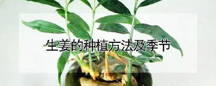 生姜的种植方法及季节