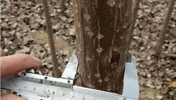 速生杨树的种植和管理