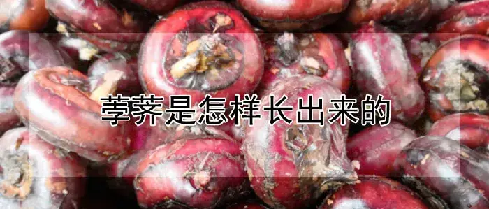 荸荠是怎样长出来的