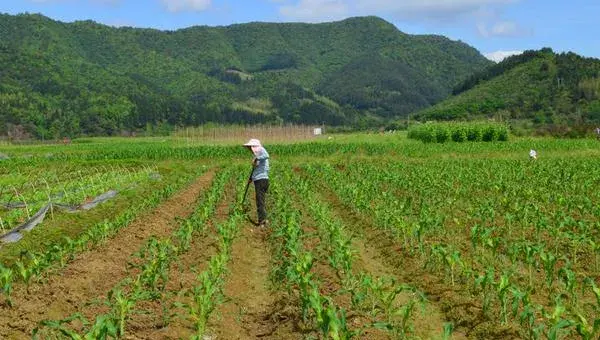 2018种玉米赚钱吗？玉米种植的利润与投资成本及前景预测