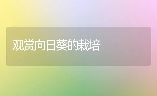 观赏向日葵的栽培 | 植物科普