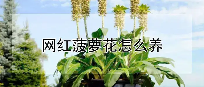 网红菠萝花怎么养