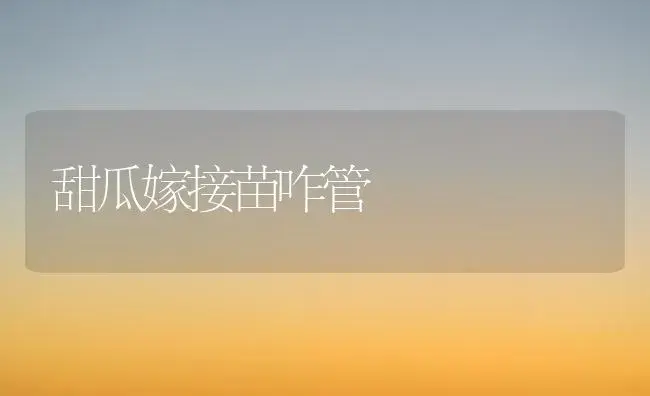 甜瓜嫁接苗咋管 | 植物科普