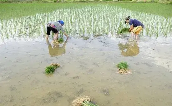 2019小满气候特点及农事管理要点