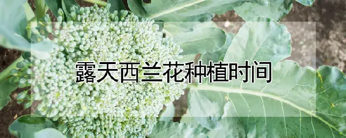 露天西兰花种植时间