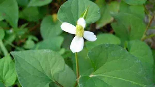 2018种鱼腥草赚钱吗？鱼腥草种植的利润与投资成本及前景预测