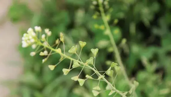 荠菜种植亩产量多少斤 荠菜种植市场前景与效益分析