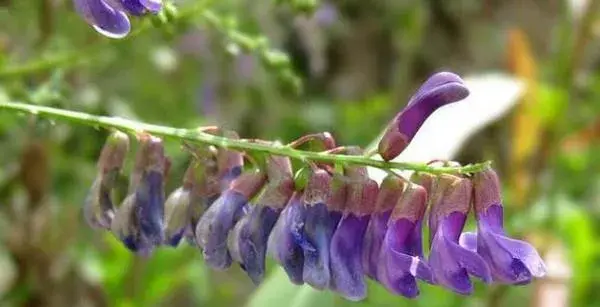 野菜歪头菜高产栽培技术 歪头菜繁殖方法