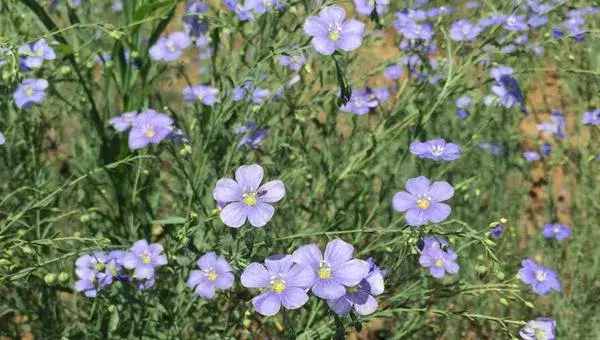 勿忘我花怎么浇水 勿忘我花繁殖方法