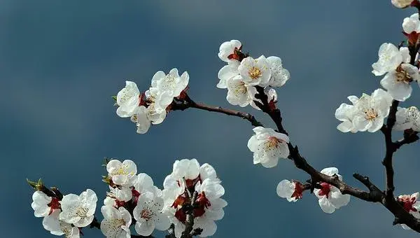 2018种李子赚钱吗？李子种植的利润与投资成本及前景预测