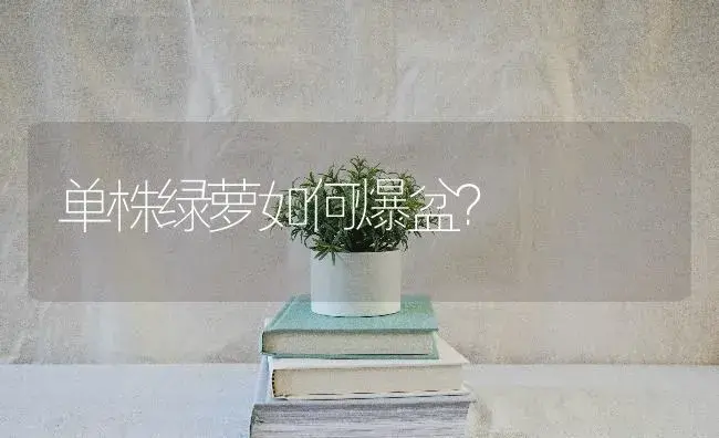 单株绿萝如何爆盆？ | 植物问答