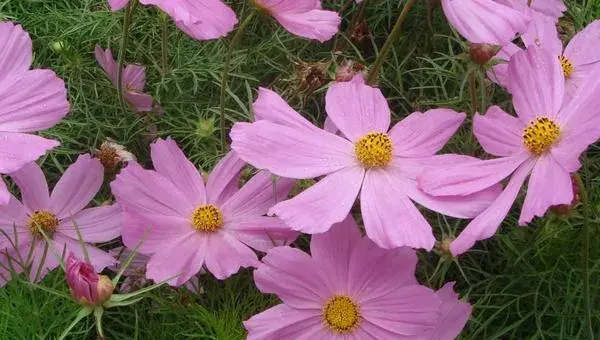 格桑花种植方法和时间