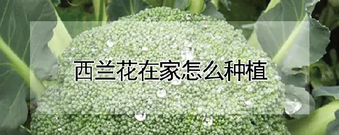 西兰花在家怎么种植