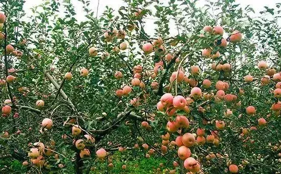 苹果套袋的好处是什么