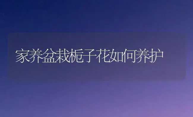 家养盆栽栀子花如何养护 | 植物科普