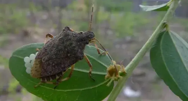 茶翅蝽的为害特点及防治方法