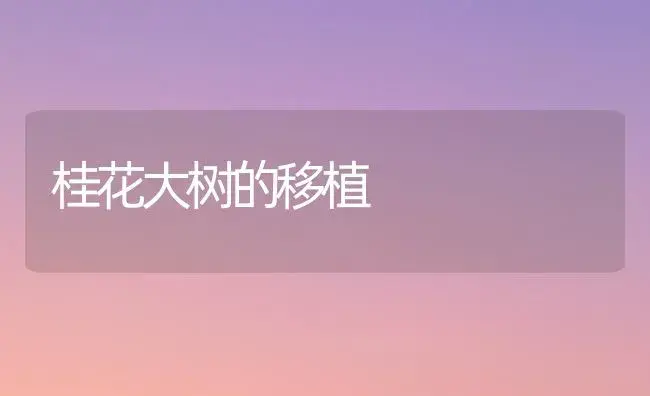 桂花大树的移植 | 植物科普