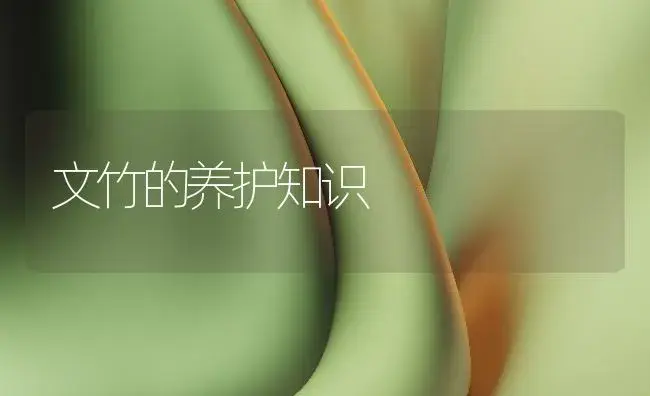 文竹的养护知识 | 植物知识