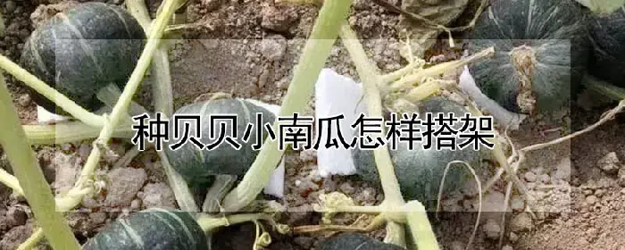 种贝贝小南瓜怎样搭架