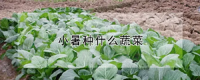 小暑种什么蔬菜