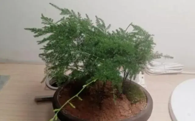 文竹花养殖方法？