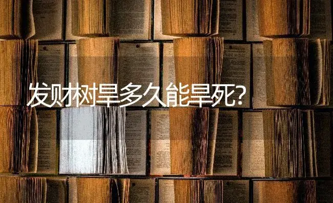 发财树旱多久能旱死？ | 植物问答