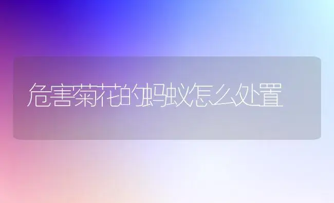 危害菊花的蚂蚁怎么处置 | 植物科普