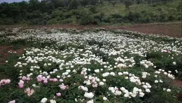 白芍种子选种技巧及育苗方法