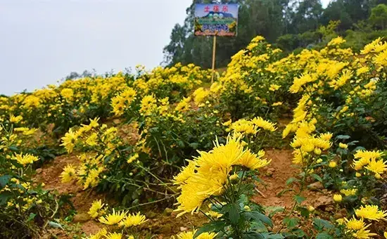 菊花嫁接用什么砧木好？