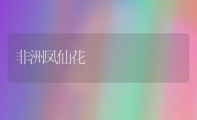 非洲凤仙花 | 植物知识