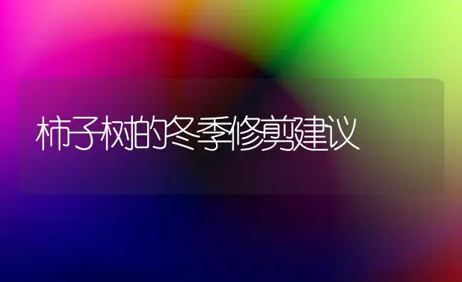 柿子树的冬季修剪建议 | 植物百科