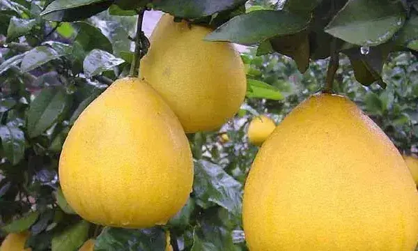 冬季柚子的管理要点