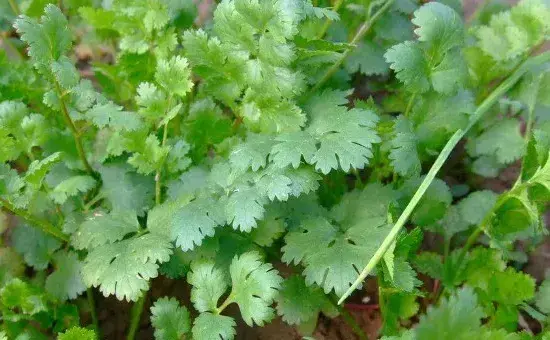 香菜种子怎么种植方法