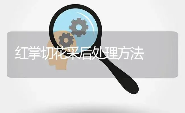 红掌切花采后处理方法 | 植物知识
