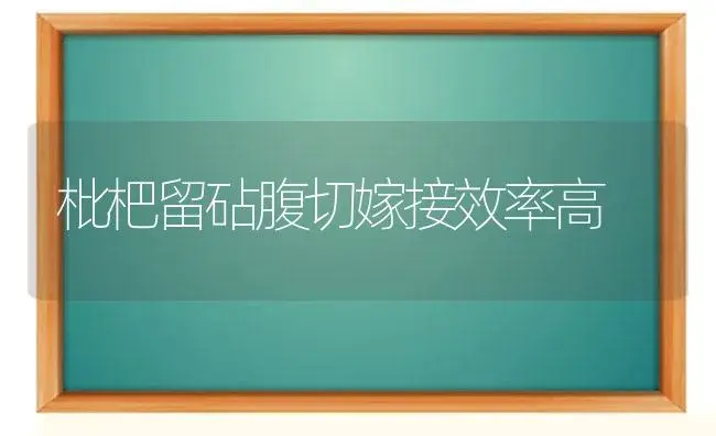枇杷留砧腹切嫁接效率高 | 植物科普