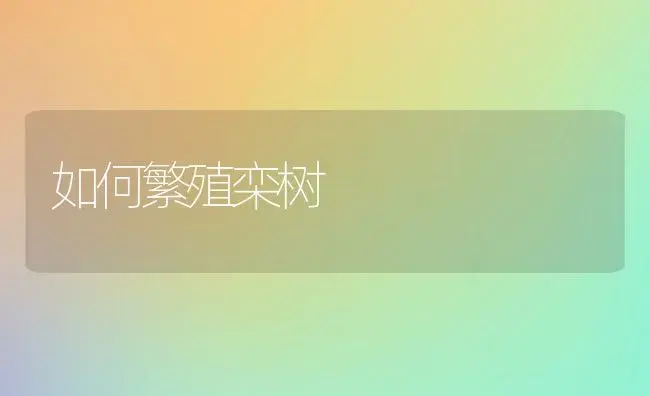 如何繁殖栾树 | 植物科普