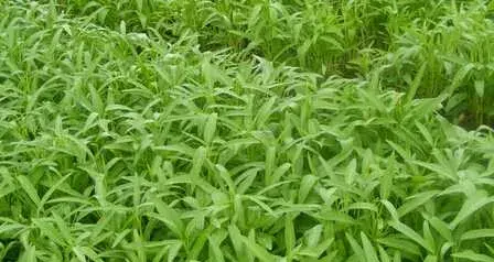 塑料大棚怎样种空心菜