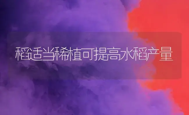 稻适当稀植可提高水稻产量 | 植物科普