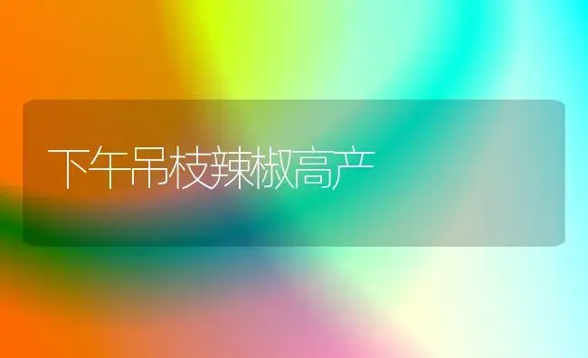 下午吊枝辣椒高产 | 植物百科