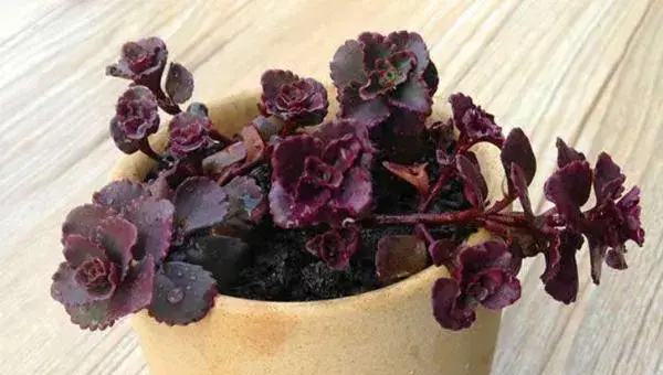 多肉植物小球玫瑰的养殖方法（快速爆盆） 小球玫瑰的养殖注意事项