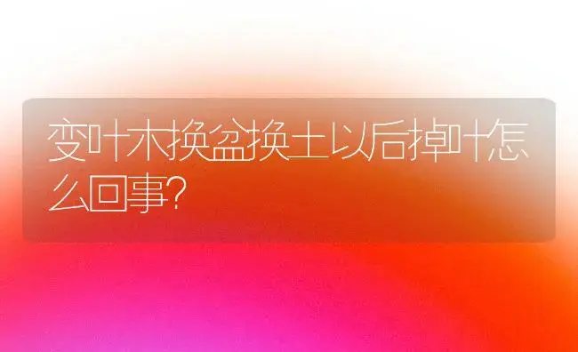 变叶木换盆换土以后掉叶怎么回事？ | 植物问答