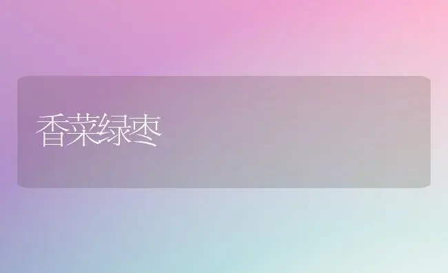 香菜绿枣 | 植物百科