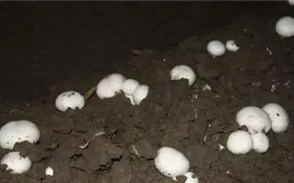 双孢菇死菇的原因及防治方法