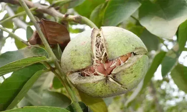 核桃繁殖方法